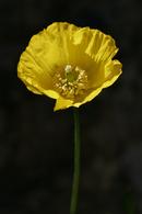 6947 Yellow Poppy (Meconopsis cambrica)